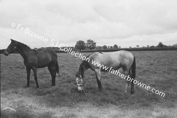 SHESLOON STUD   HORSES WITH ANDY MURRAY THE STUD GROOM